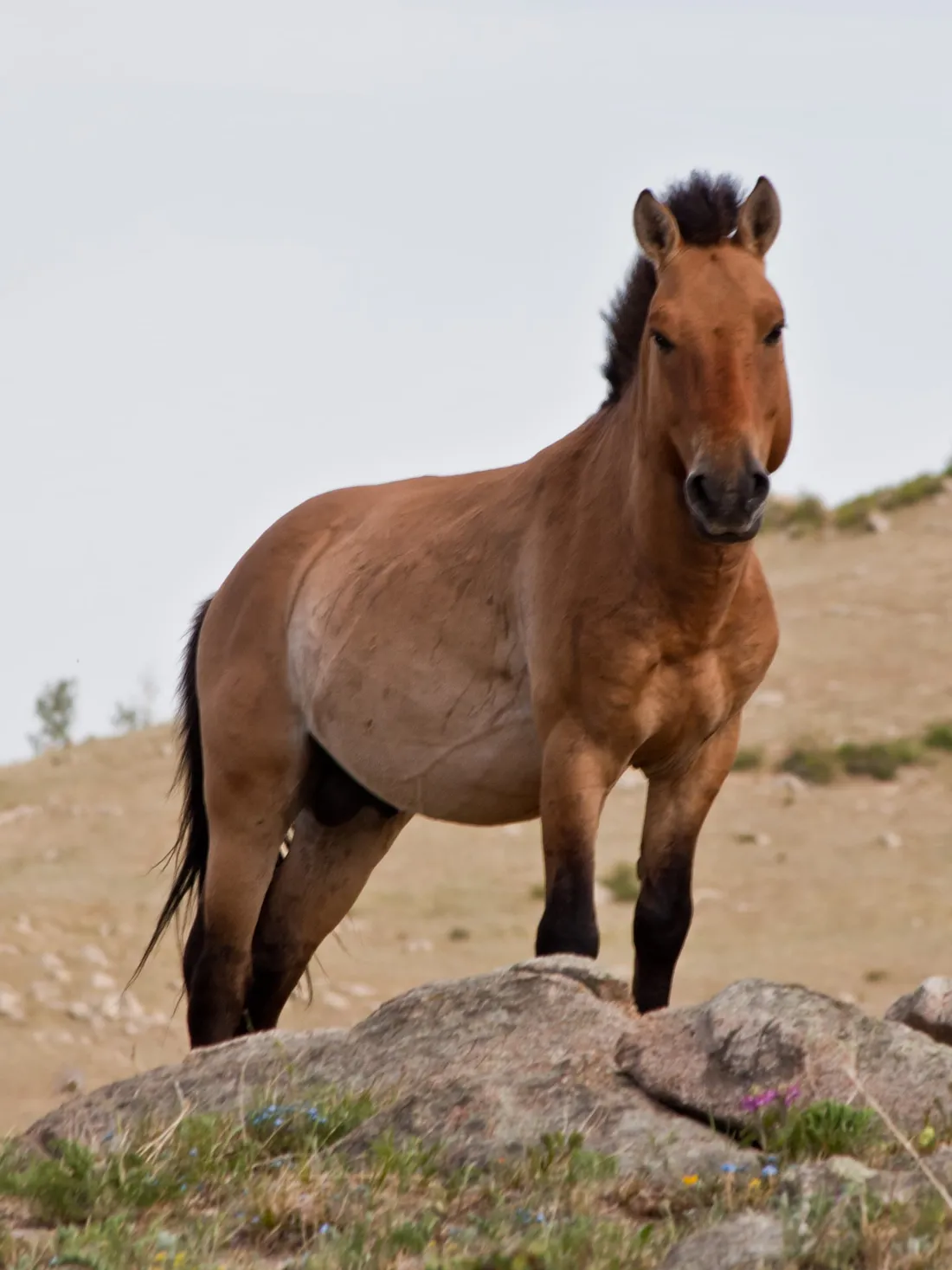 A takhi stallion standing on a granite outcrop above the steppe
