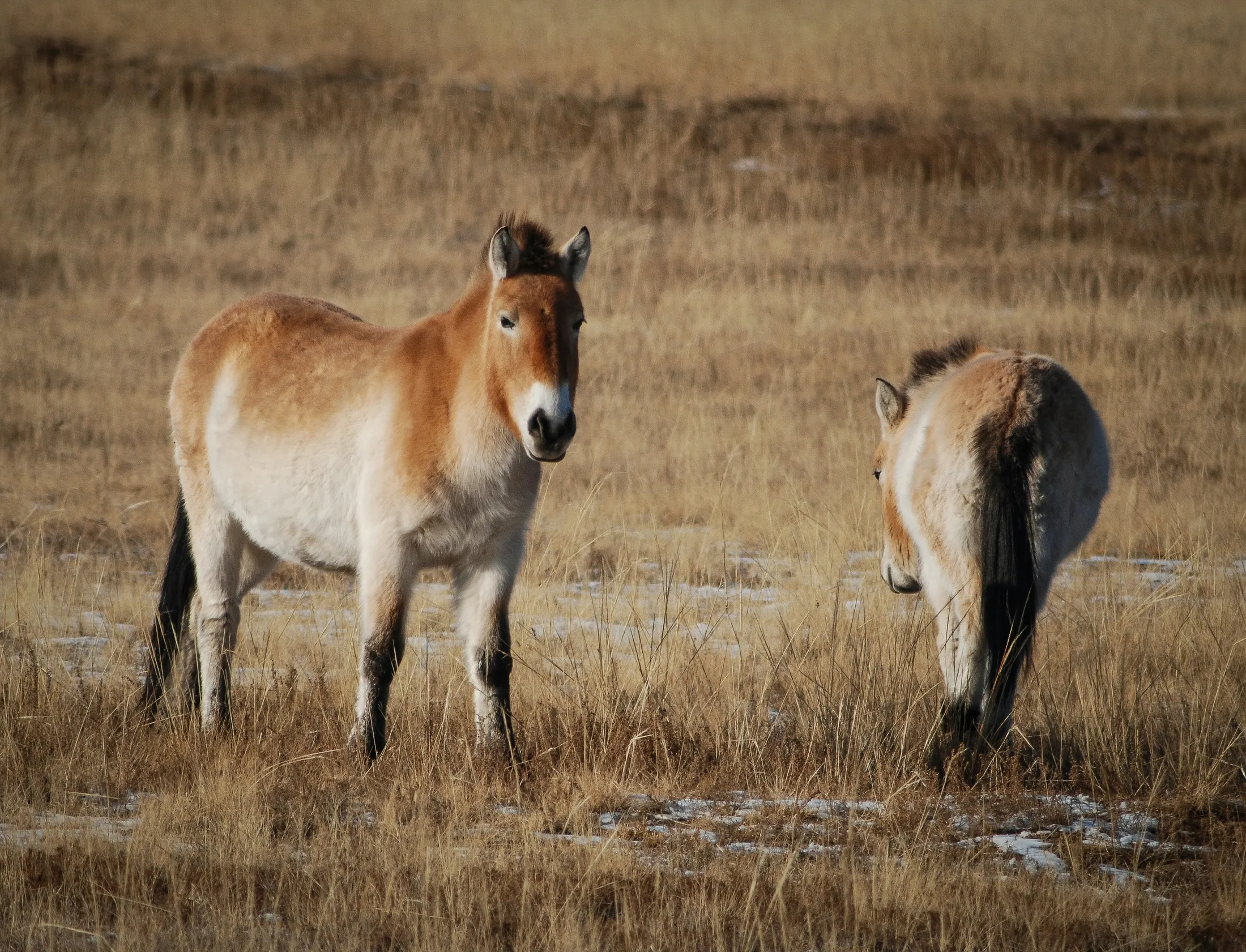 Two takhi in frozen grass under a low winter sun