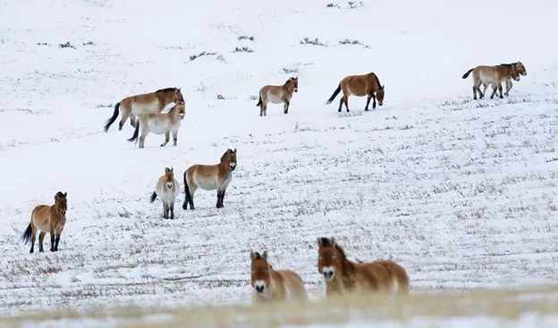 A band of takhi spread across a snow-covered slope