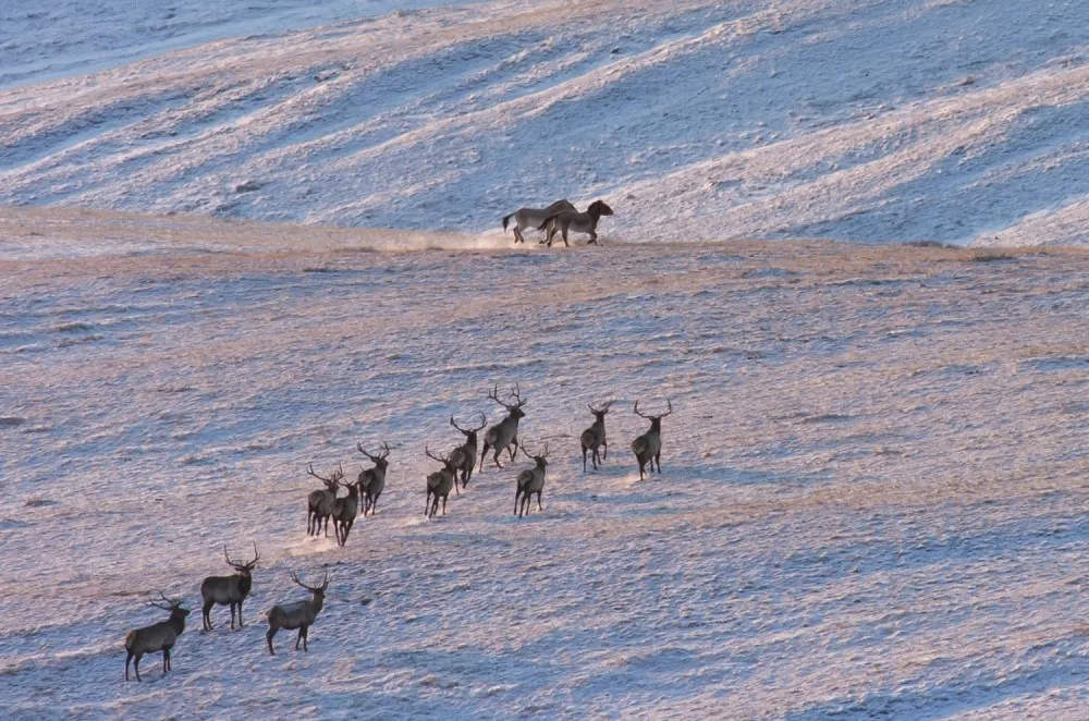 A line of red deer crossing a snow-covered slope