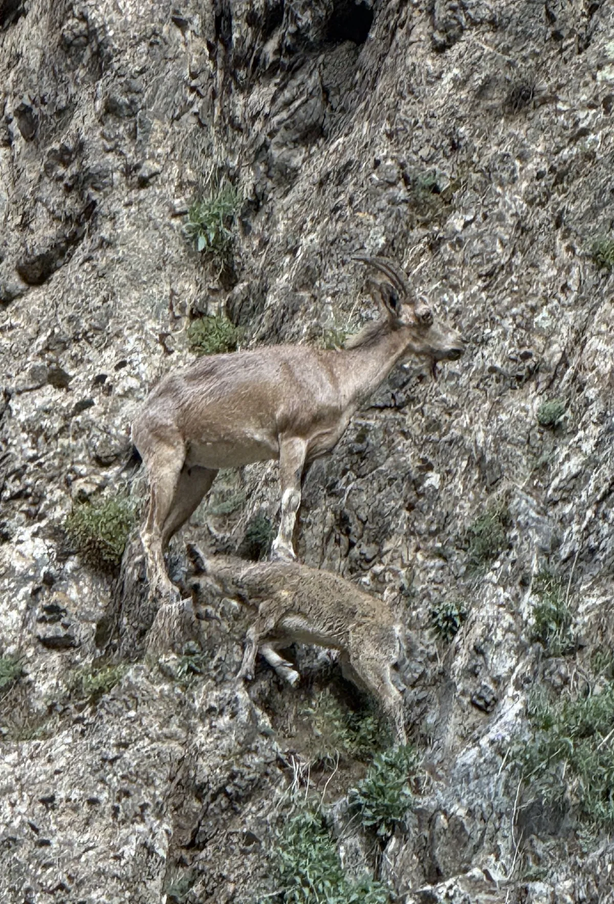 A Siberian ibex standing on a steep rock face