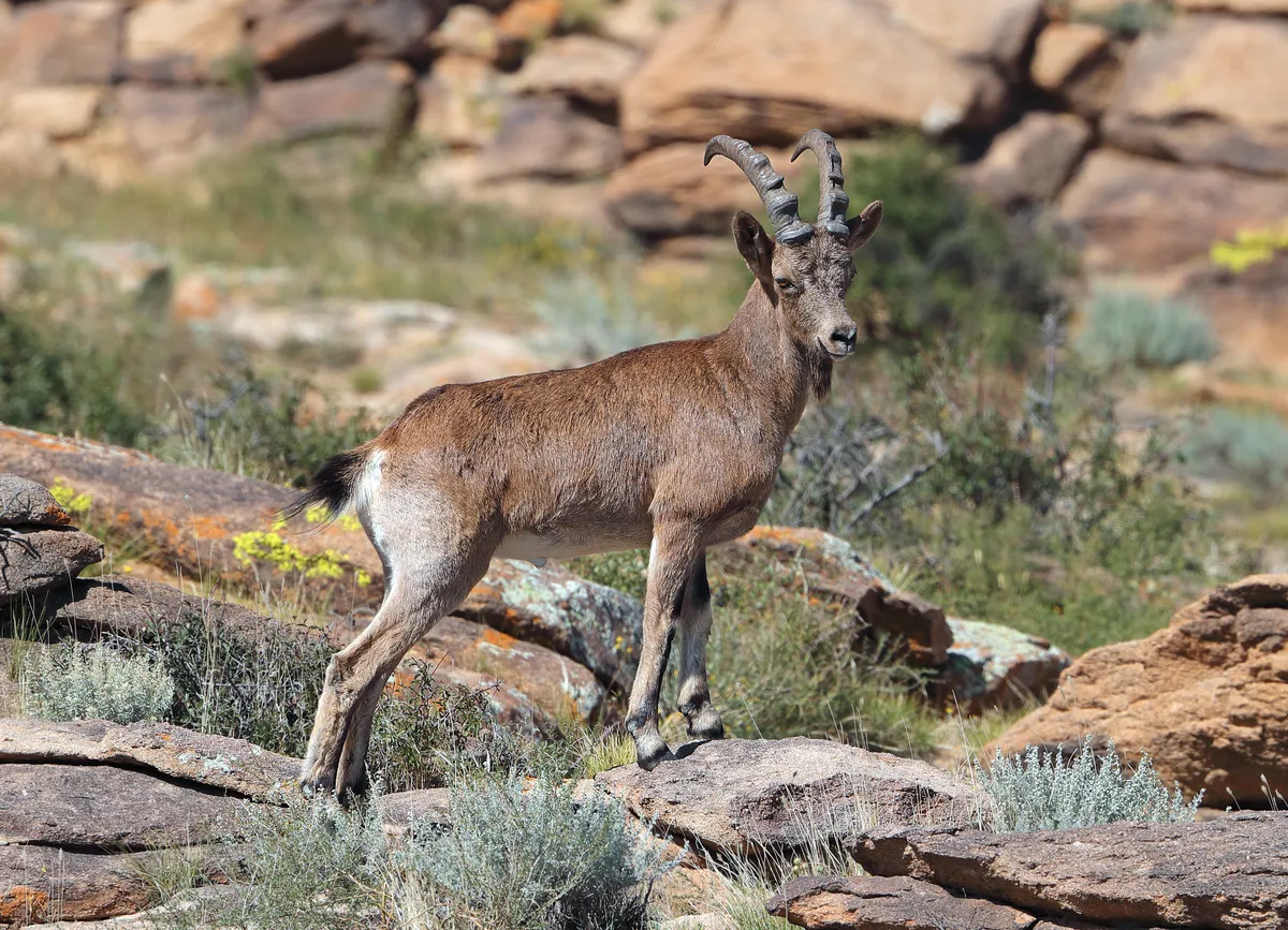 A Siberian ibex standing among the rocks of Ikh Nart