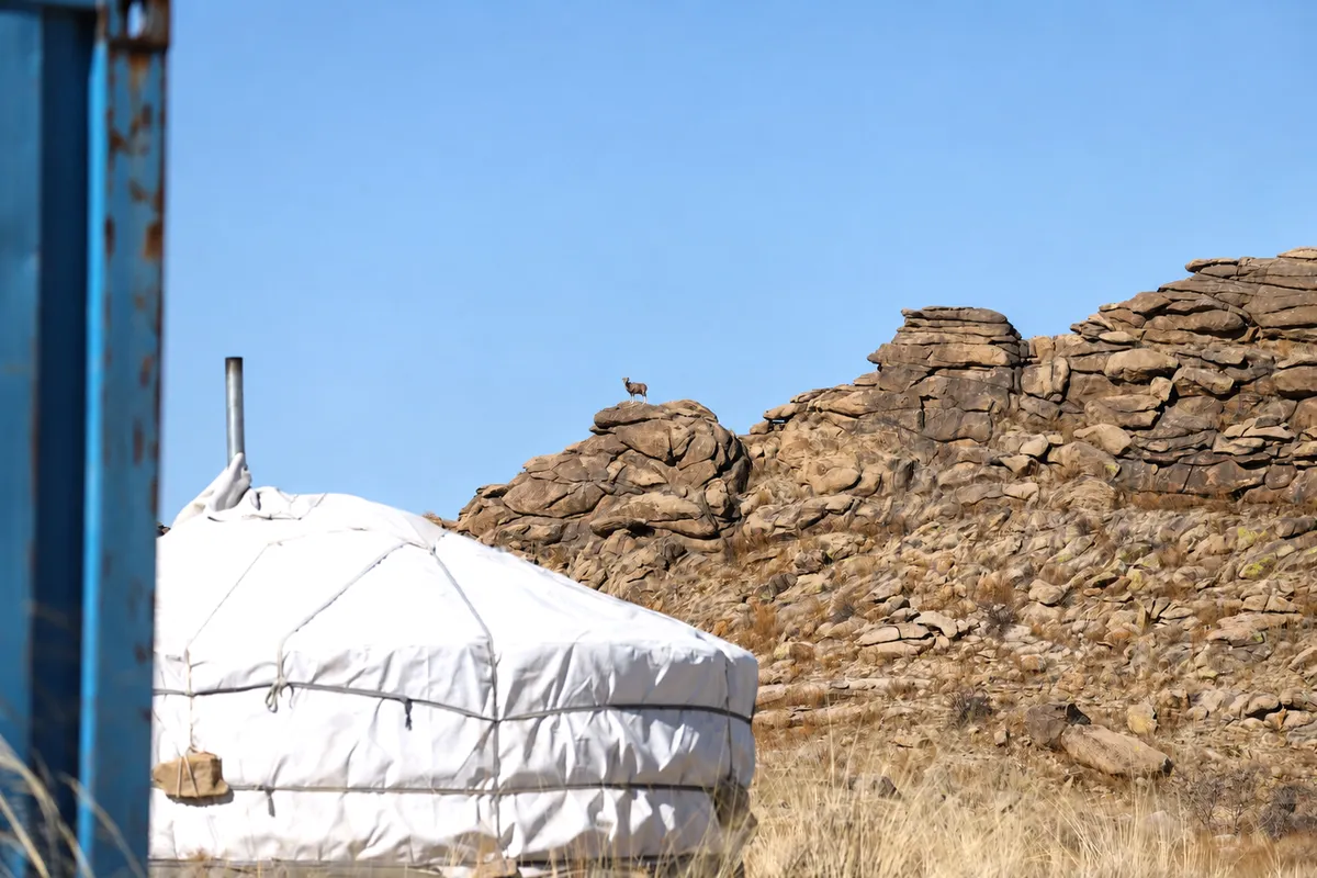 An argali standing on the rock ridge above the ger camp