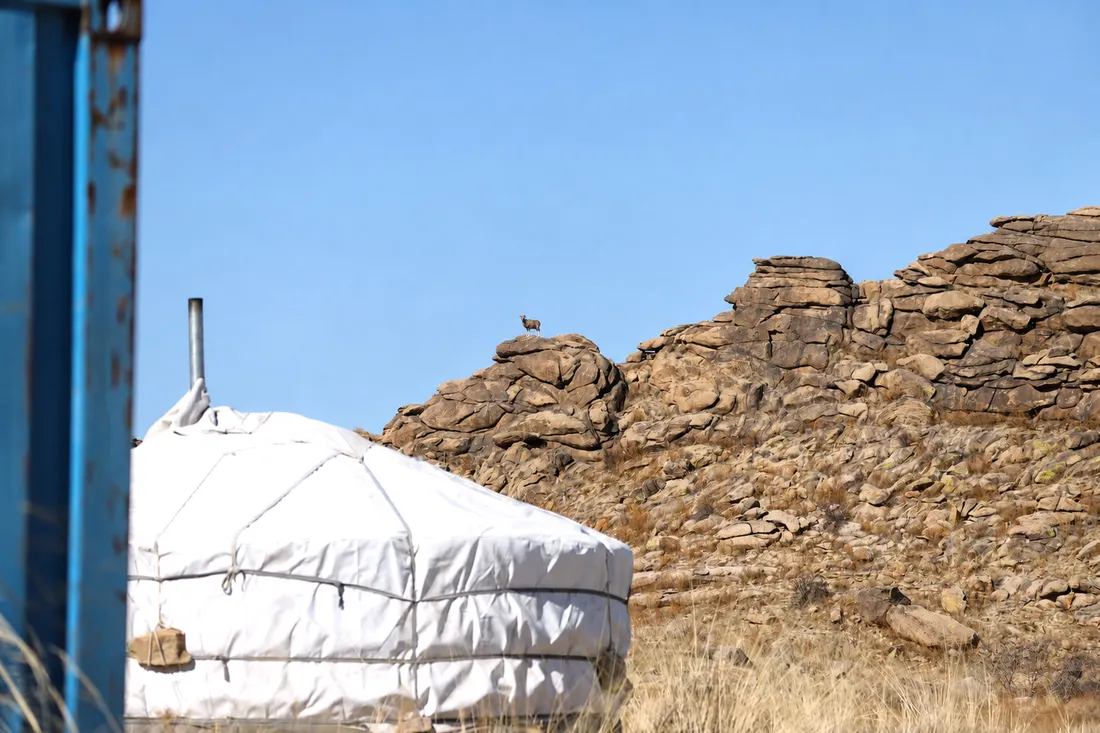 An argali standing on the rock ridge above the ger camp