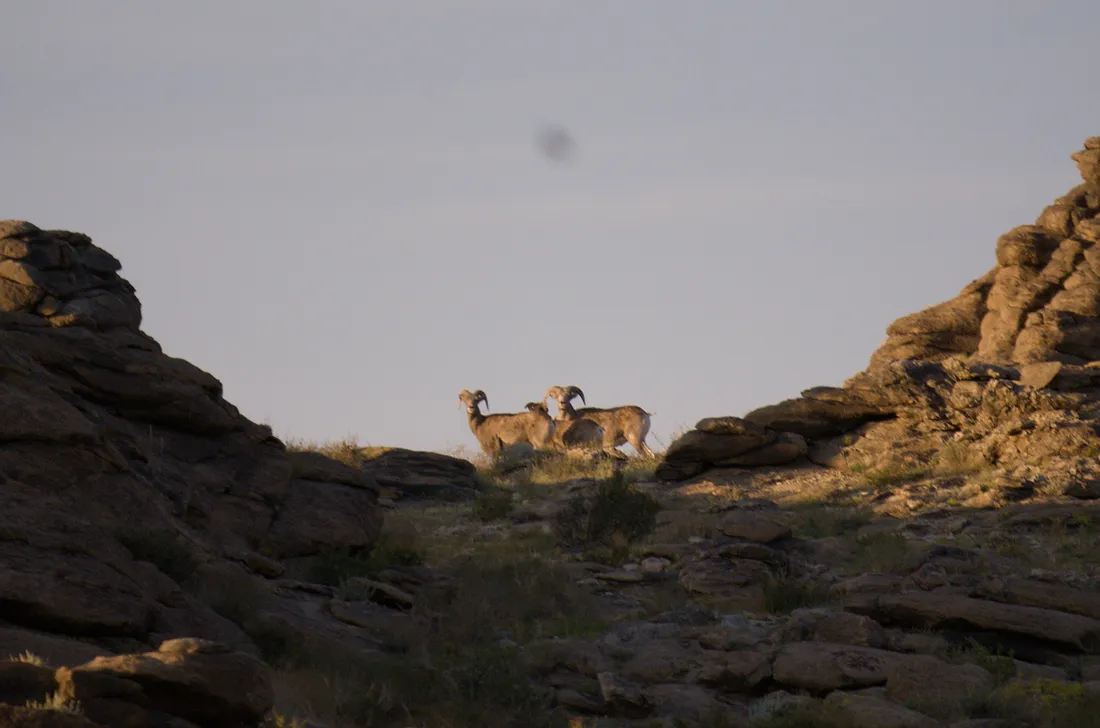 Argali rams standing in a gap between two granite outcrops