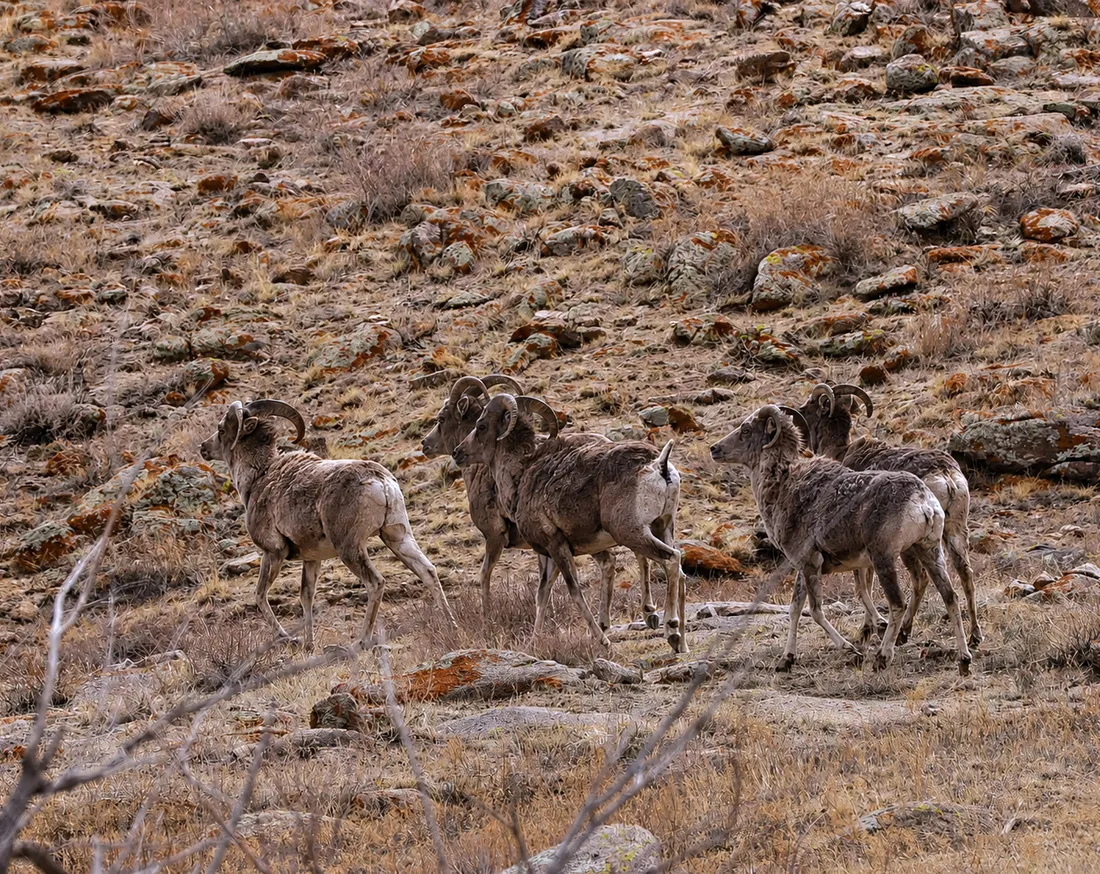 A group of argali on a rocky slope