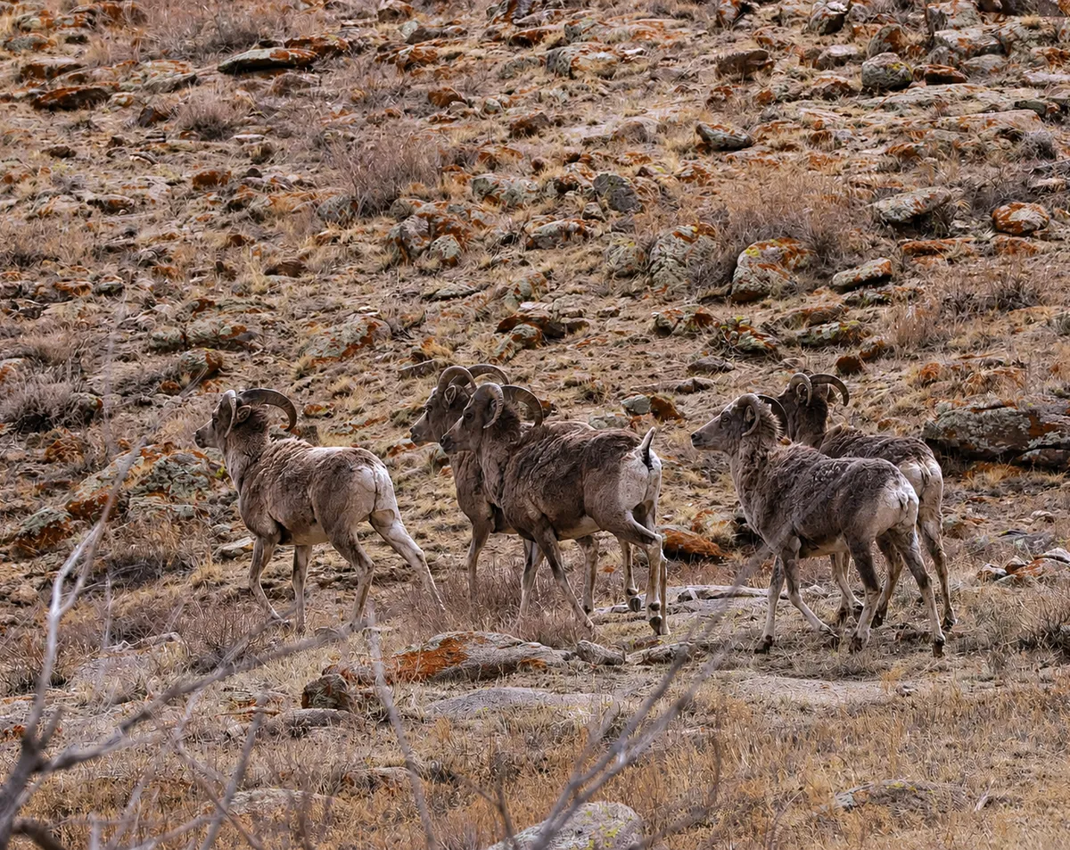 A group of argali on a rocky slope