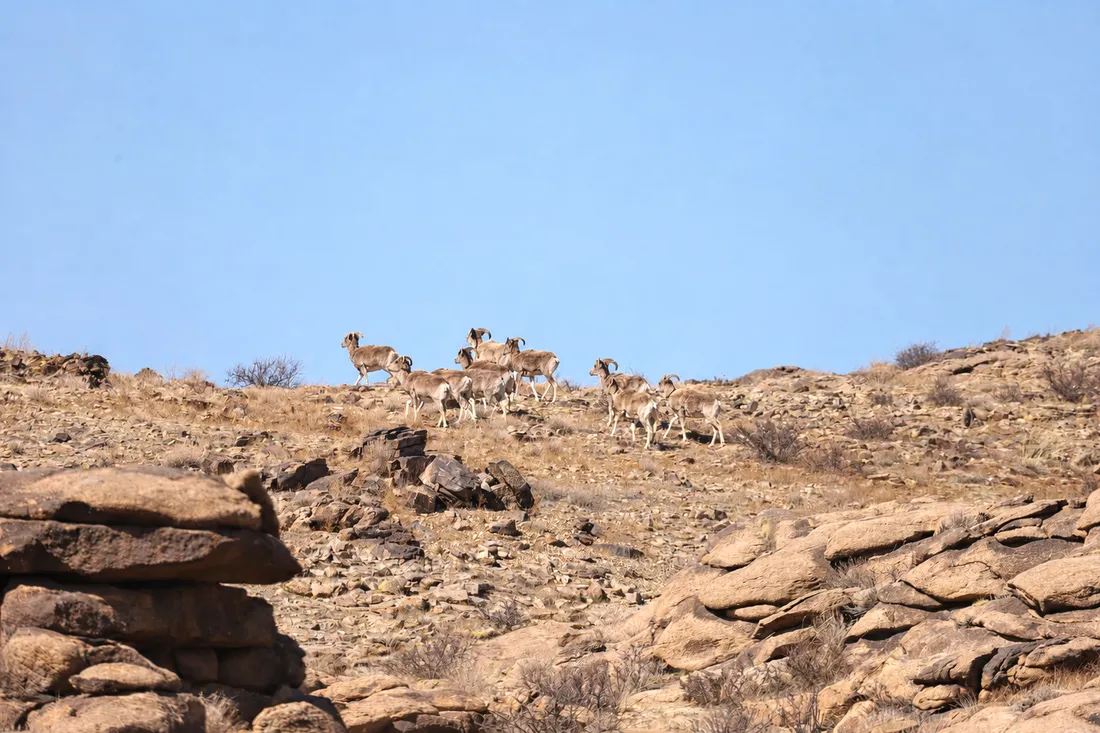 A herd of argali crossing a rocky ridge