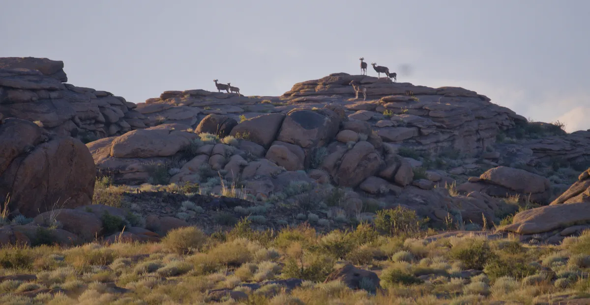 Wild argali sheep standing on a granite hilltop at Ikh Nart in the early light