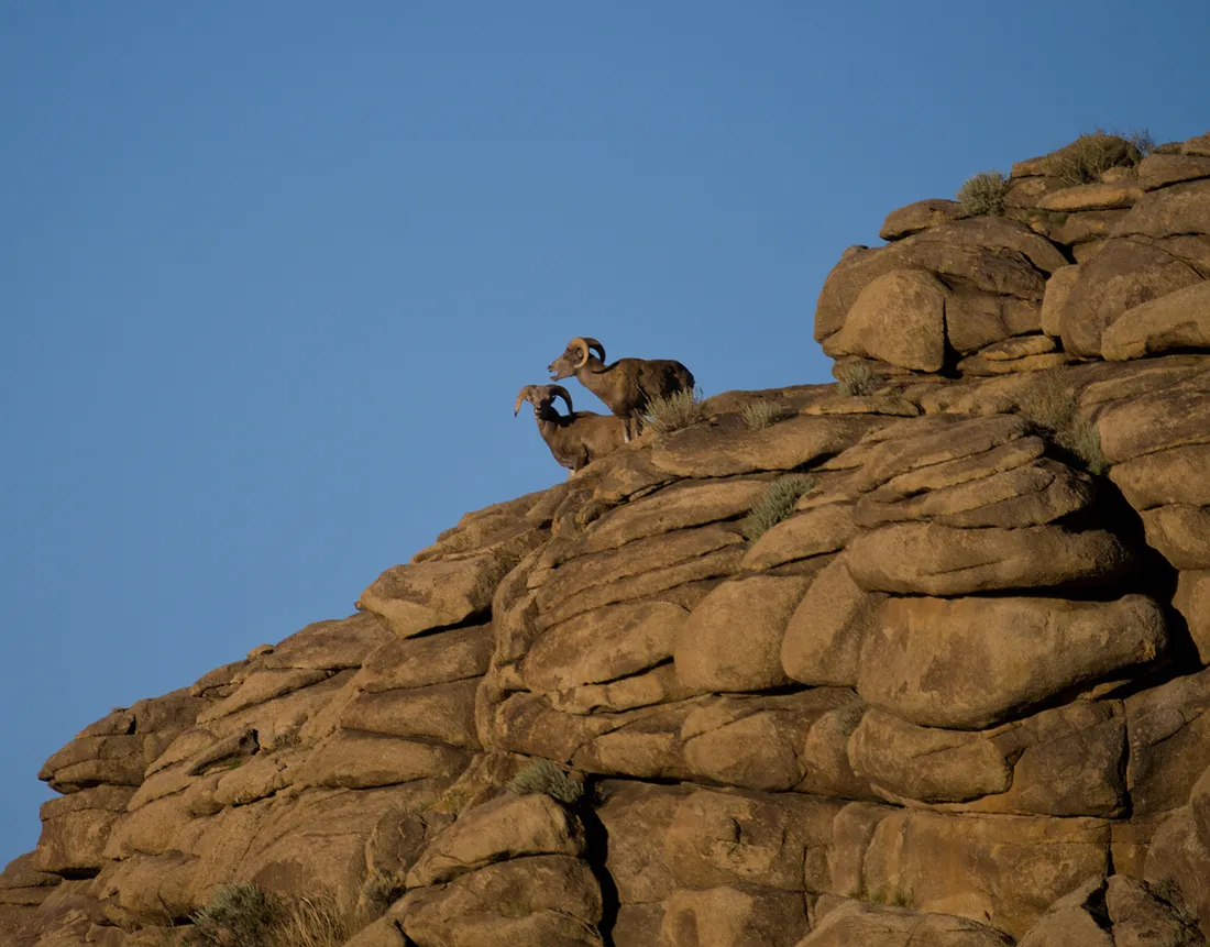 Two argali rams on top of a granite outcrop, seen from further back