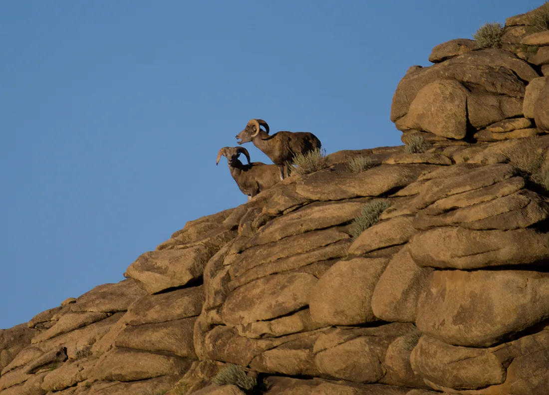 Two argali rams on a granite outcrop against a blue sky