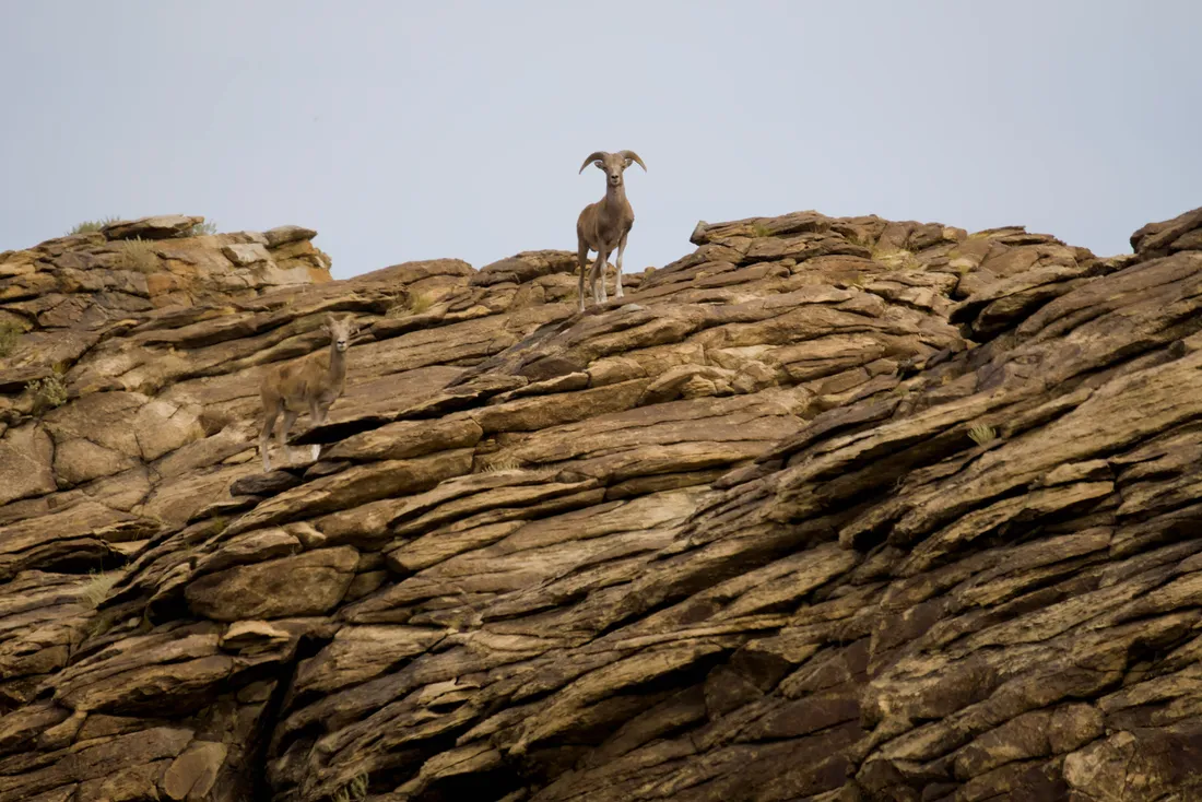 An argali ram standing on top of a layered granite rock
