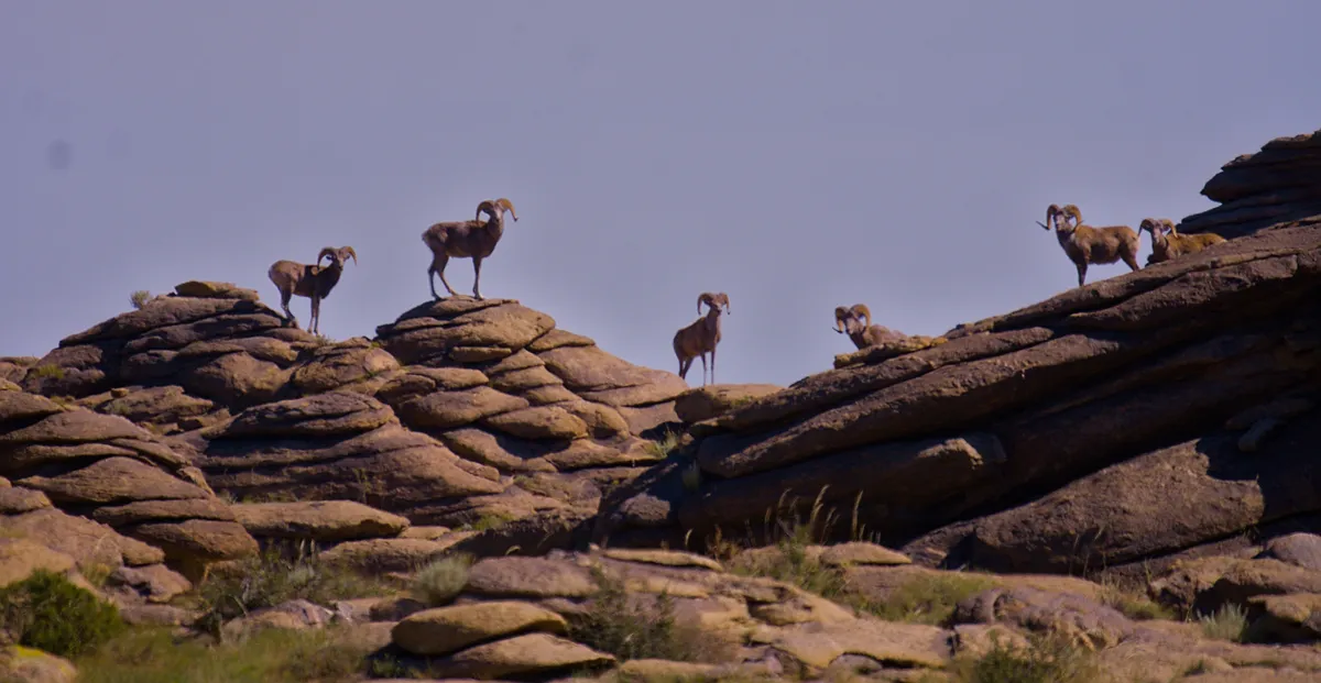 A group of argali sheep rams strung out along a granite ridge at Ikh Nart