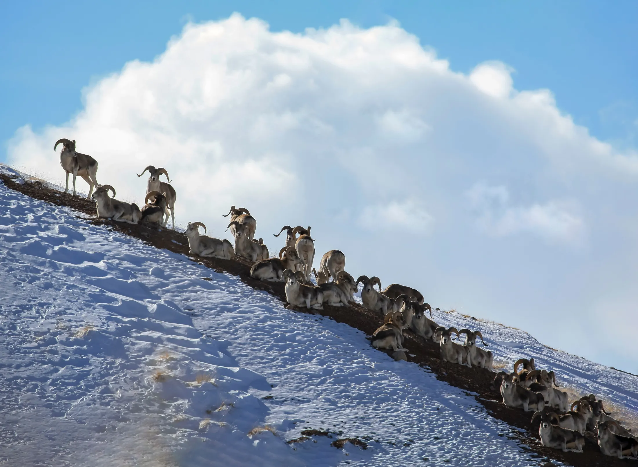 A herd of argali resting along a snow-covered ridge at Ikh Nart