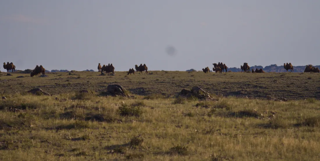 Bactrian camels strung out along the horizon of the open steppe