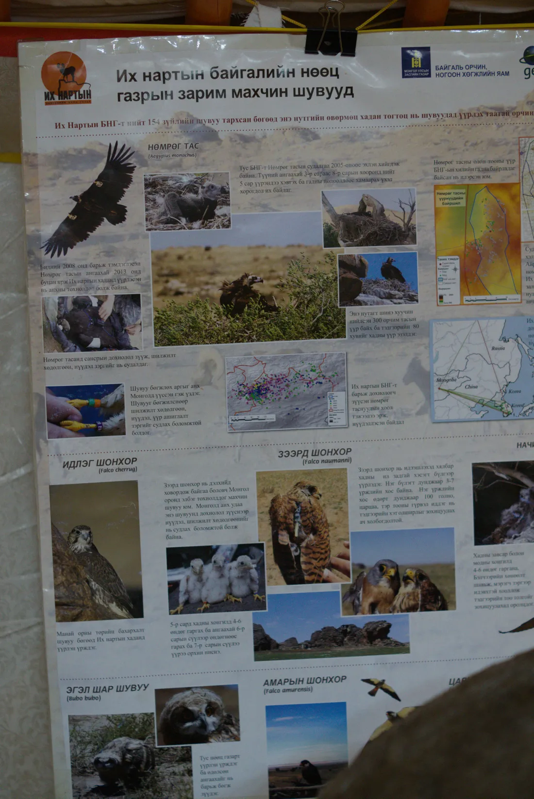 A poster on the birds of prey of Ikh Nart, hung inside a ger