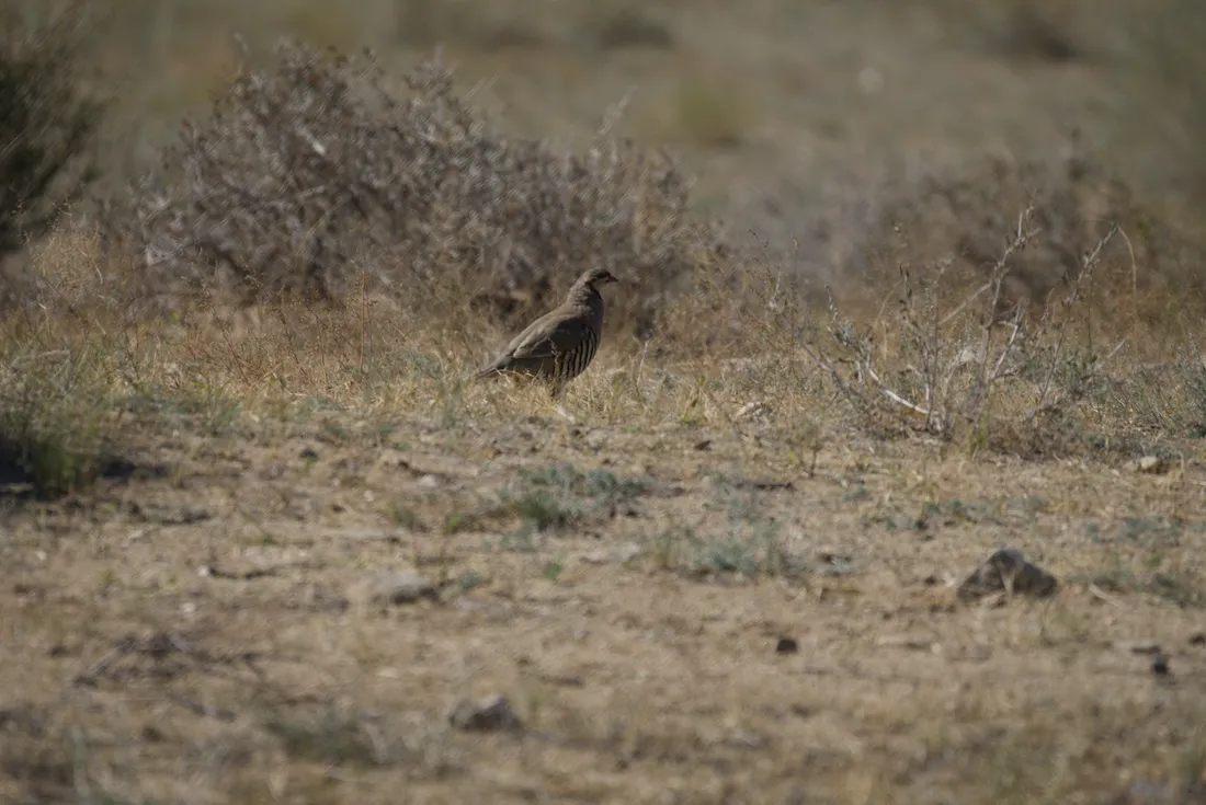 A Daurian partridge beside a bush on stony ground