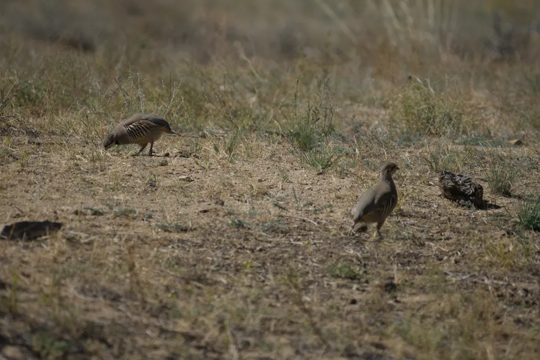 Three Daurian partridges feeding on stony ground