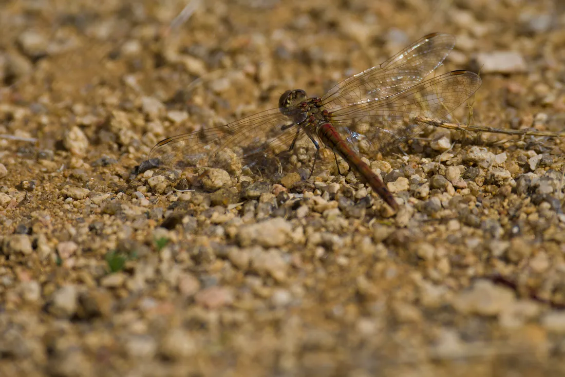 A dragonfly resting on gravelly ground