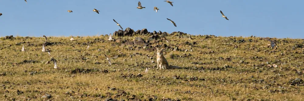 A corsac fox on the stony steppe at Ikh Nart, as a flock of birds takes off.