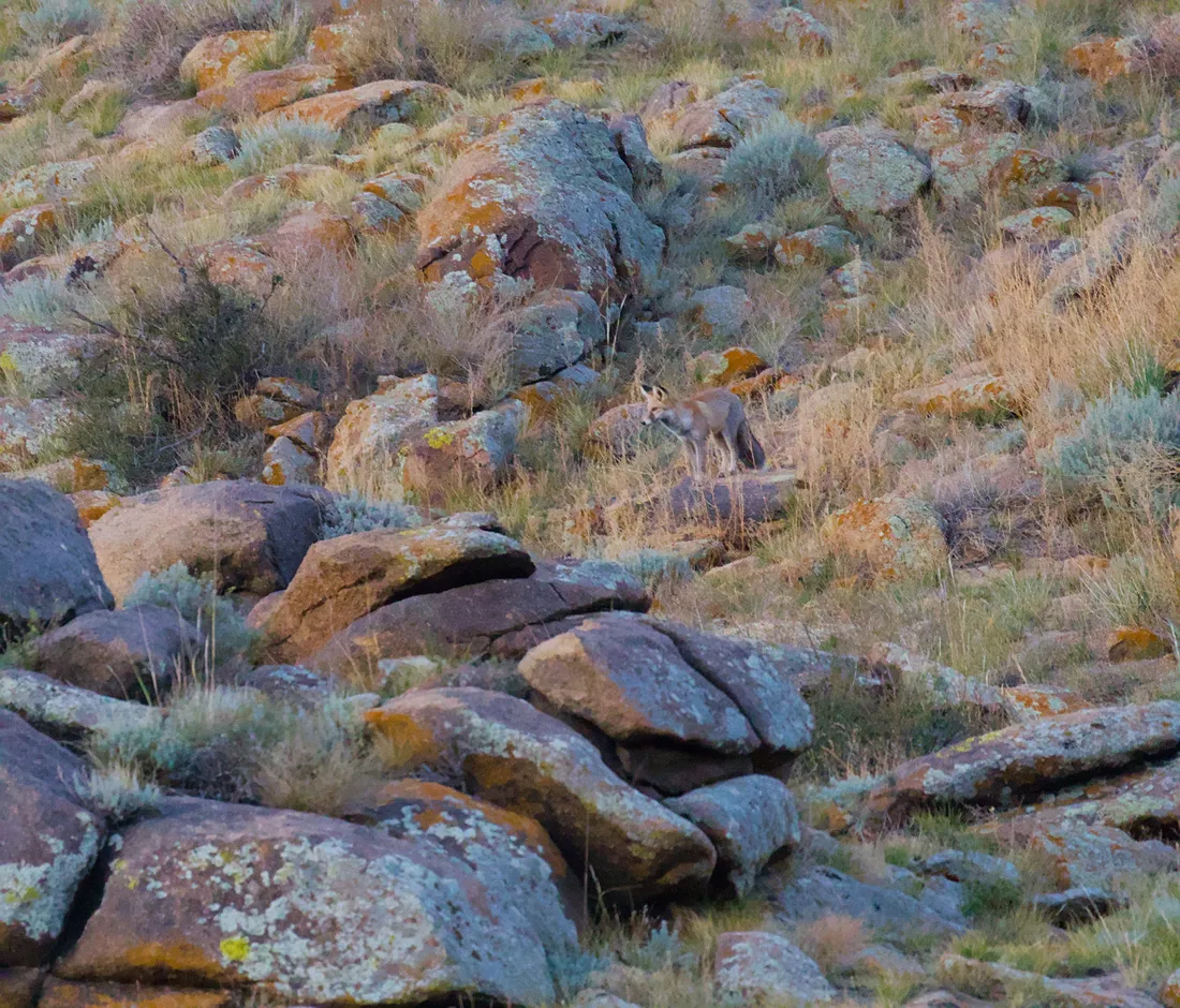 A fox among lichen-covered boulders on a grassy slope