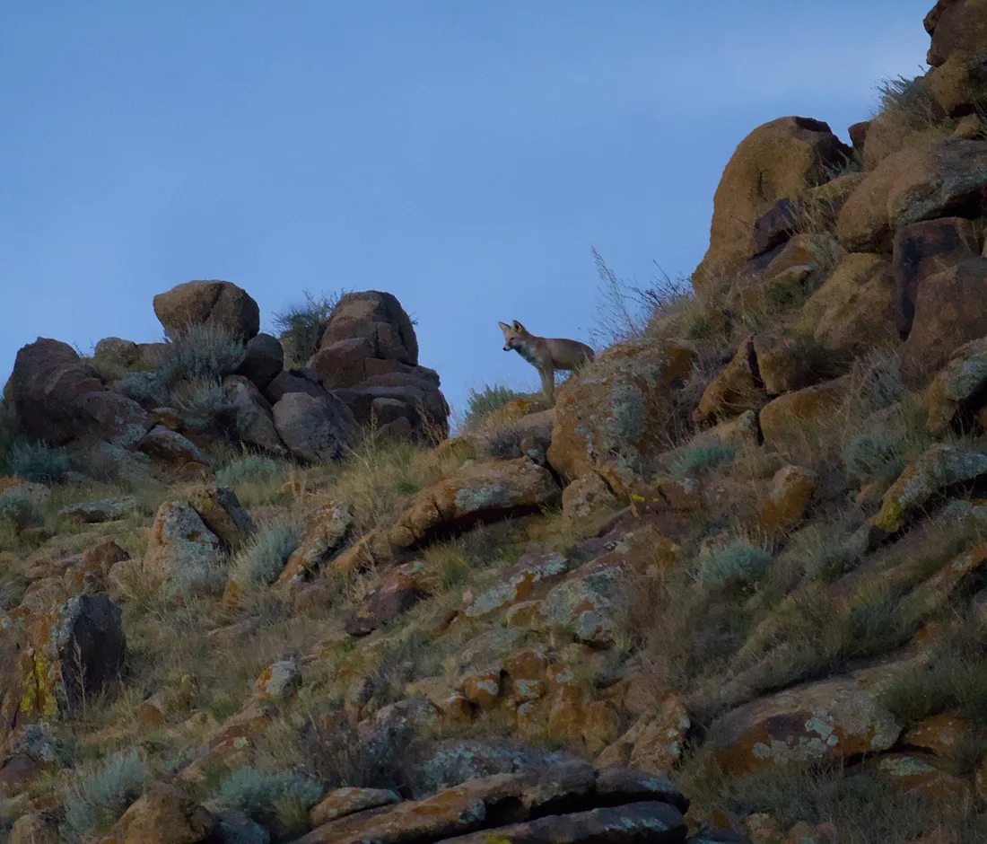 A fox on a rocky slope, outlined against the evening sky