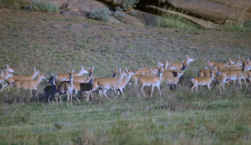 A herd crossing a grassy slope, close enough to count.
