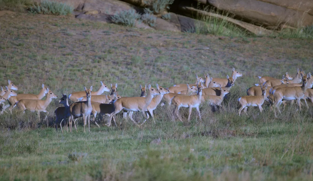 A herd of Mongolian gazelles moving across a grassy slope below the rocks of Ikh Nart