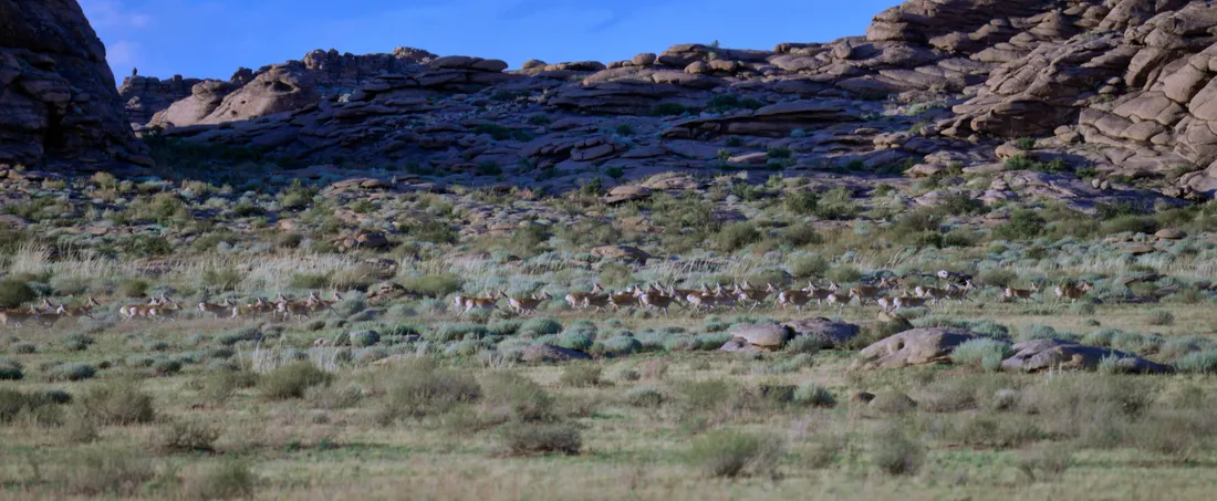 A herd of Mongolian gazelles running across the steppe below the rock outcrops of Ikh Nart