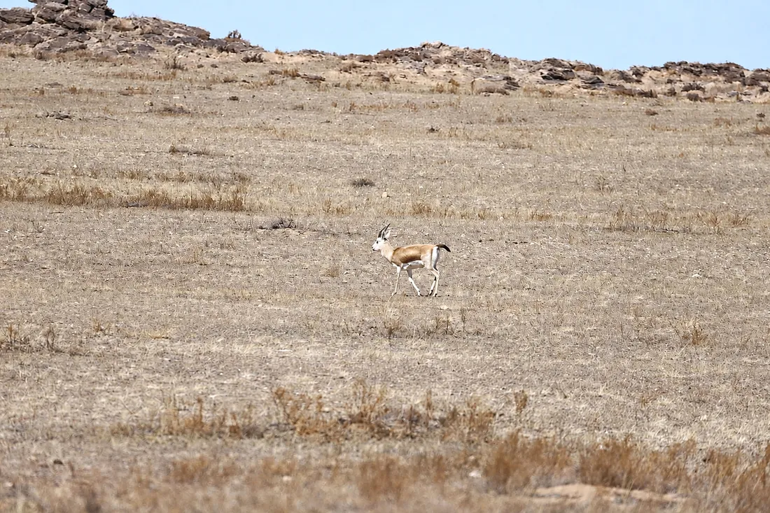 A single goitered gazelle trotting across dry steppe