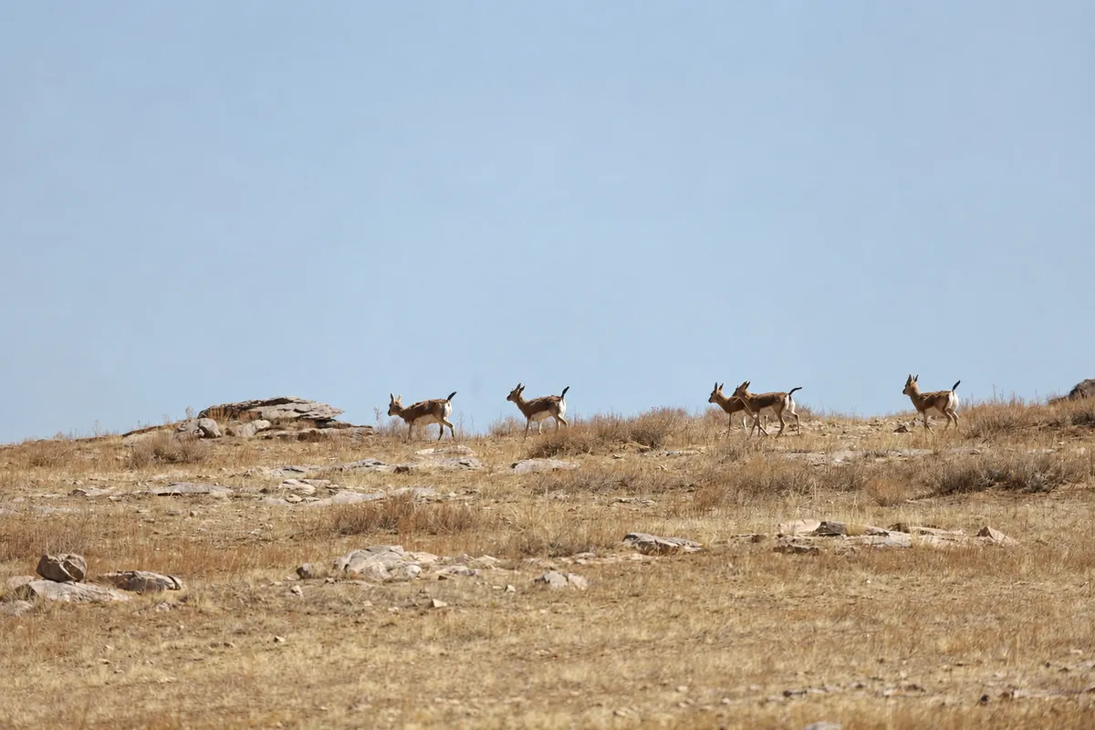 Goitered gazelles strung out along a low ridge