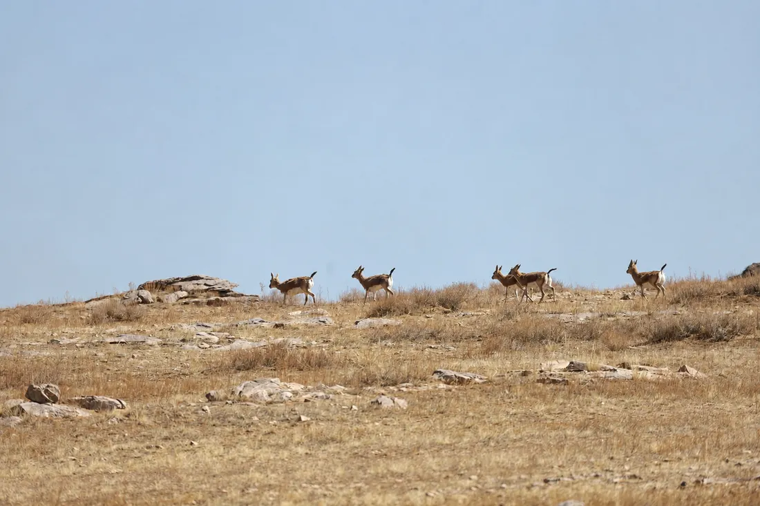 Goitered gazelles strung out along a low ridge