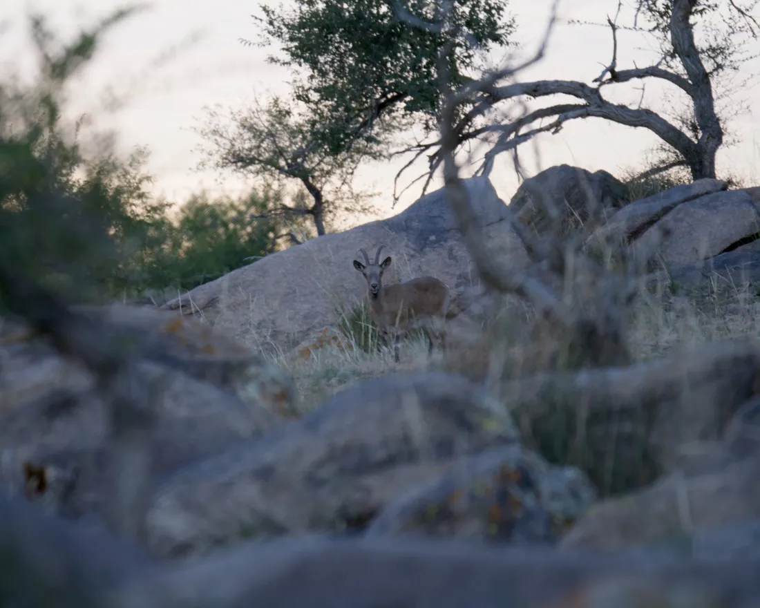 A Siberian ibex half hidden among rocks and bare branches