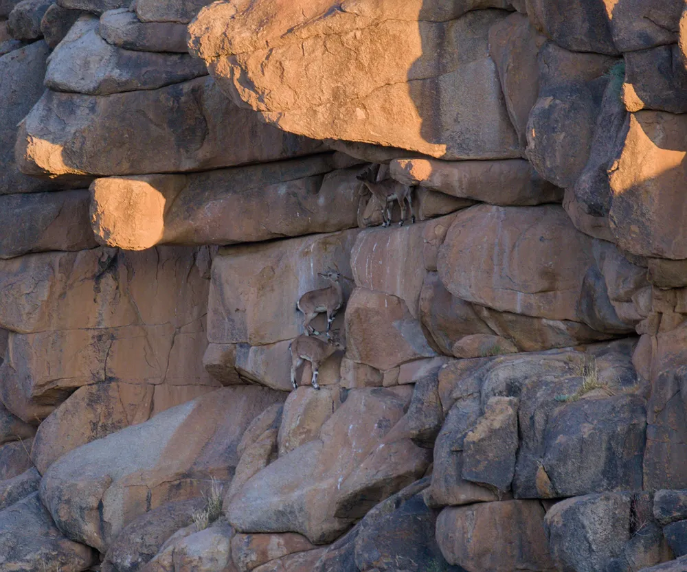Siberian ibex on the ledges of a granite cliff.