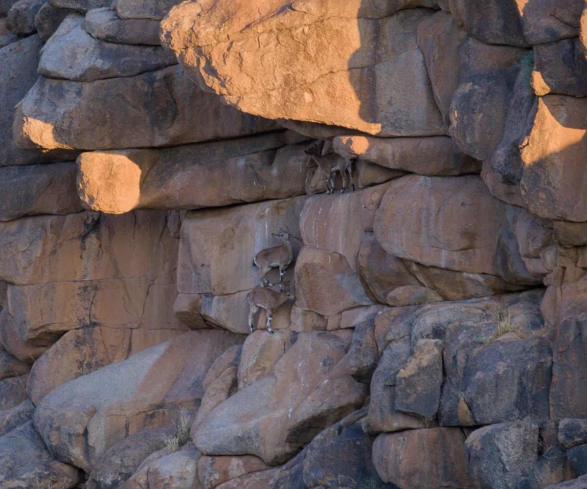 Three Siberian ibex climbing the ledges of a granite cliff at Ikh Nart