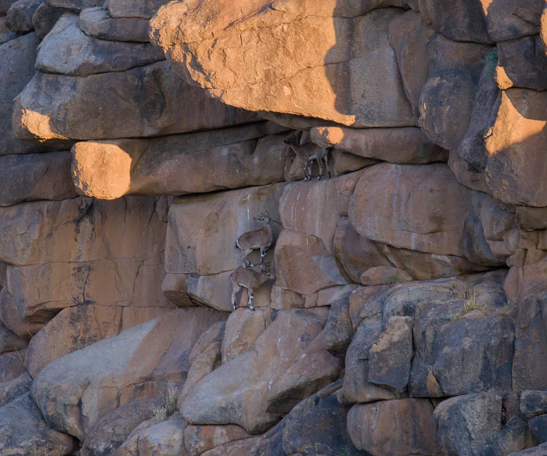 Three Siberian ibex climbing the ledges of a granite cliff at Ikh Nart