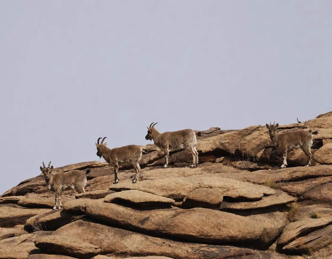 Four Siberian ibex walking along a granite outcrop