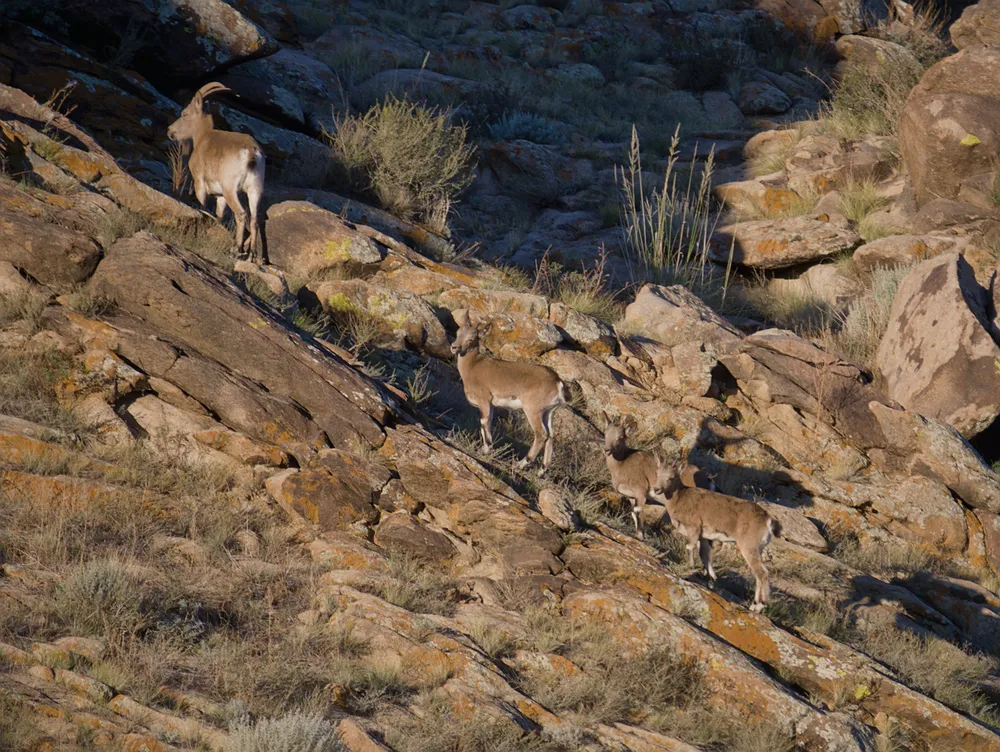 Siberian ibex climbing down a rocky slope, early in the morning.
