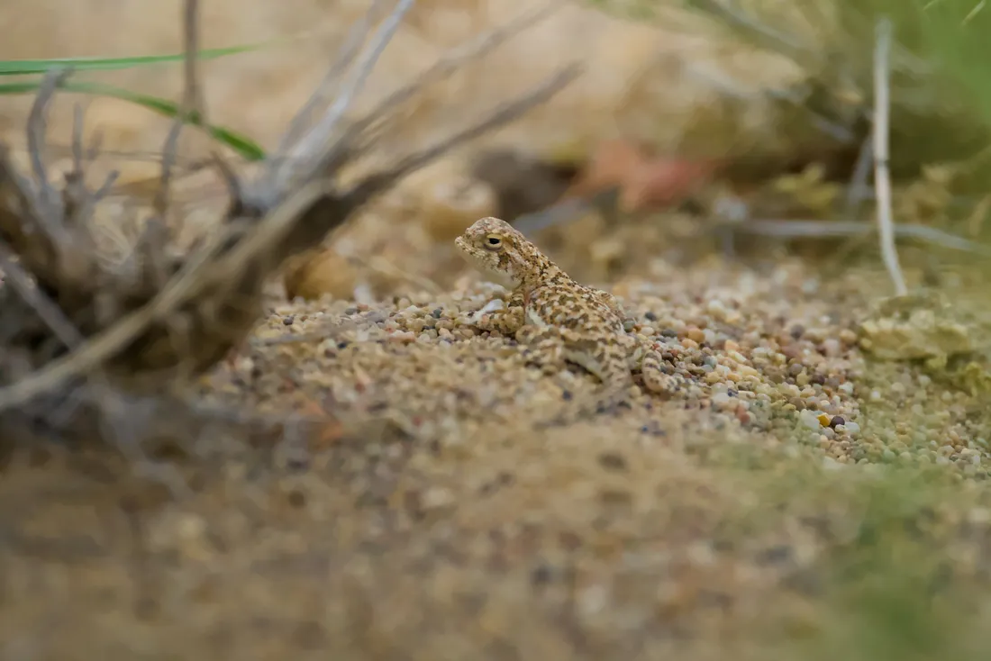 A small lizard on sandy ground beside a dry bush