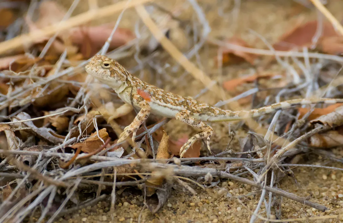 A lizard among dry twigs and leaves