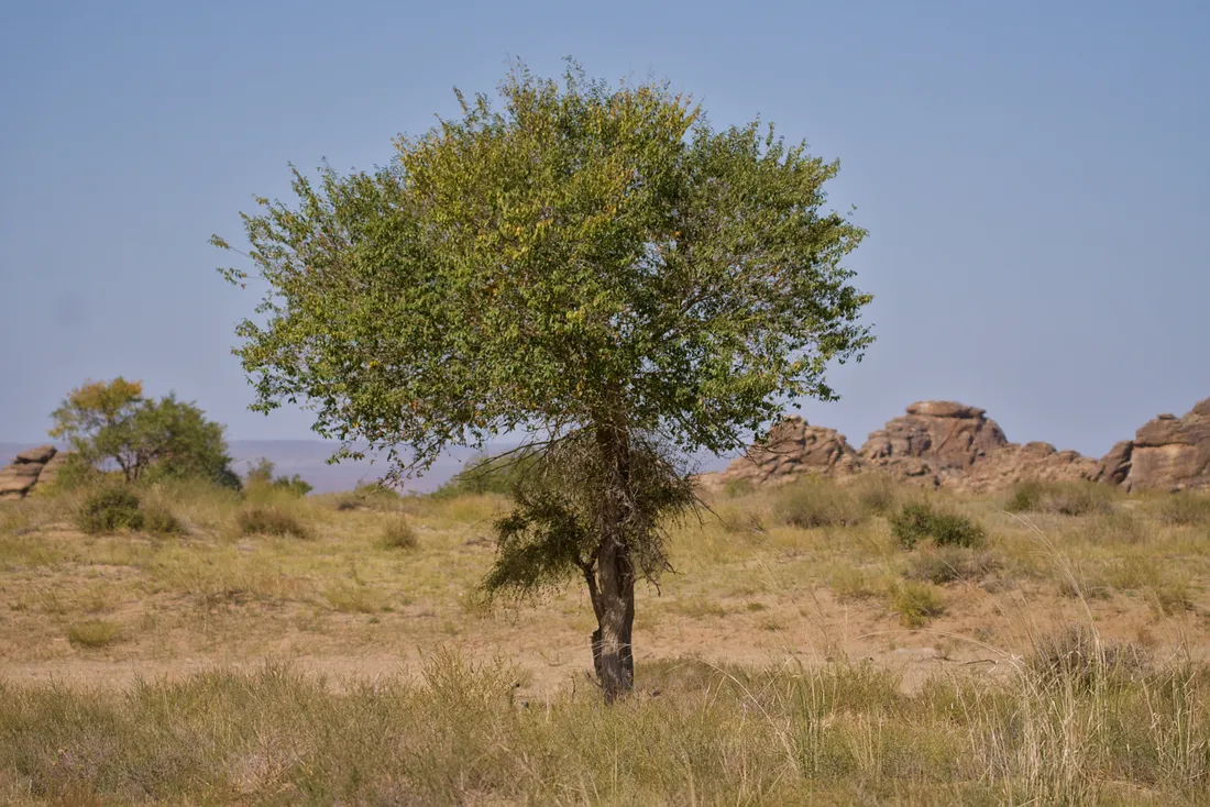 A lone tree standing on the steppe below distant rock outcrops