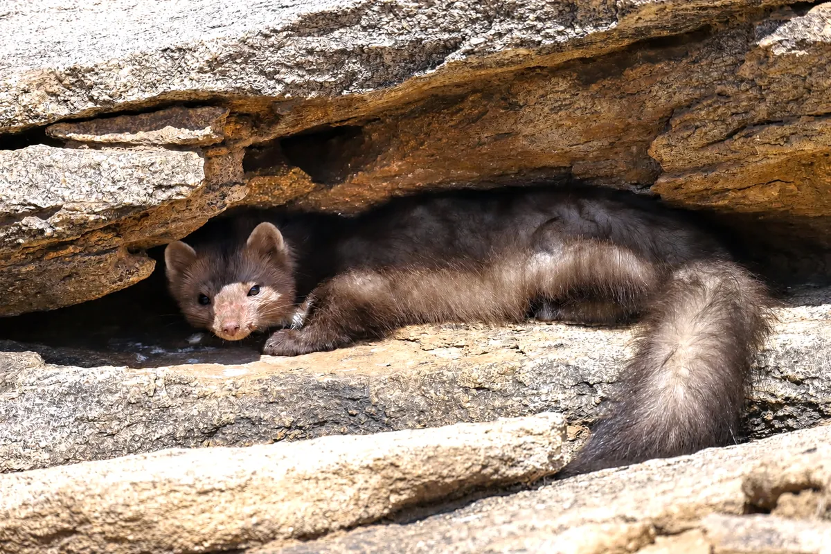 A small mustelid sheltering under a rock slab