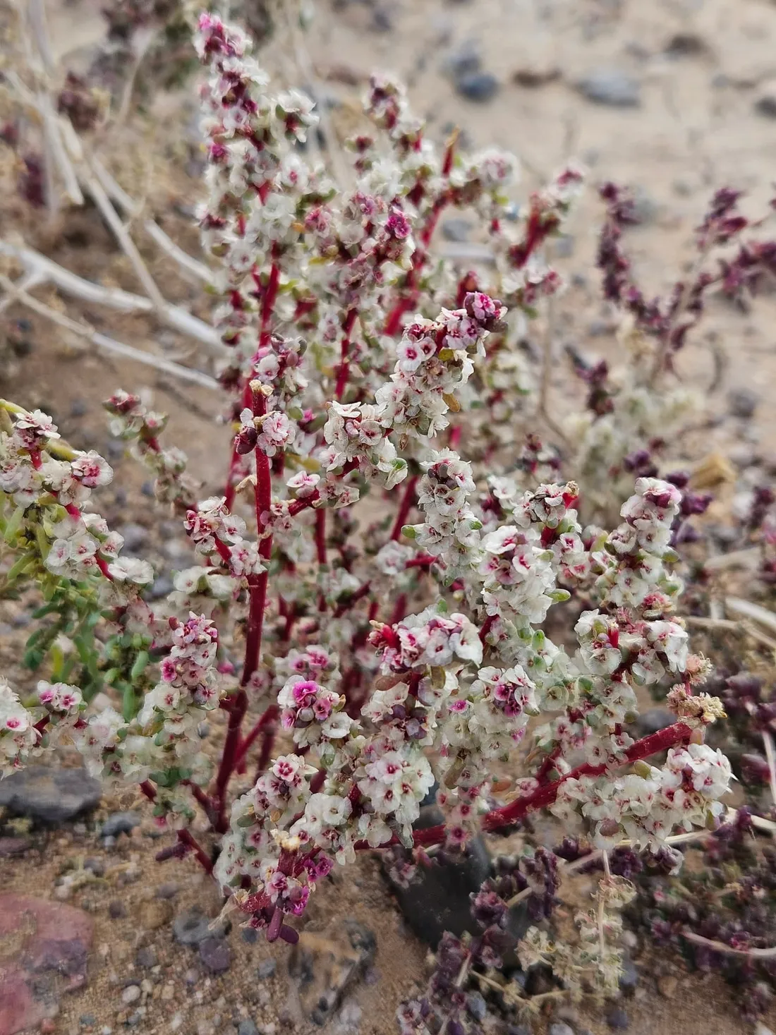 A small desert shrub with pink and white seed heads on stony ground