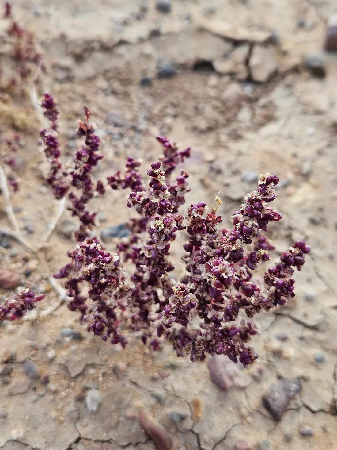 A small desert shrub with dark purple seed heads on cracked ground