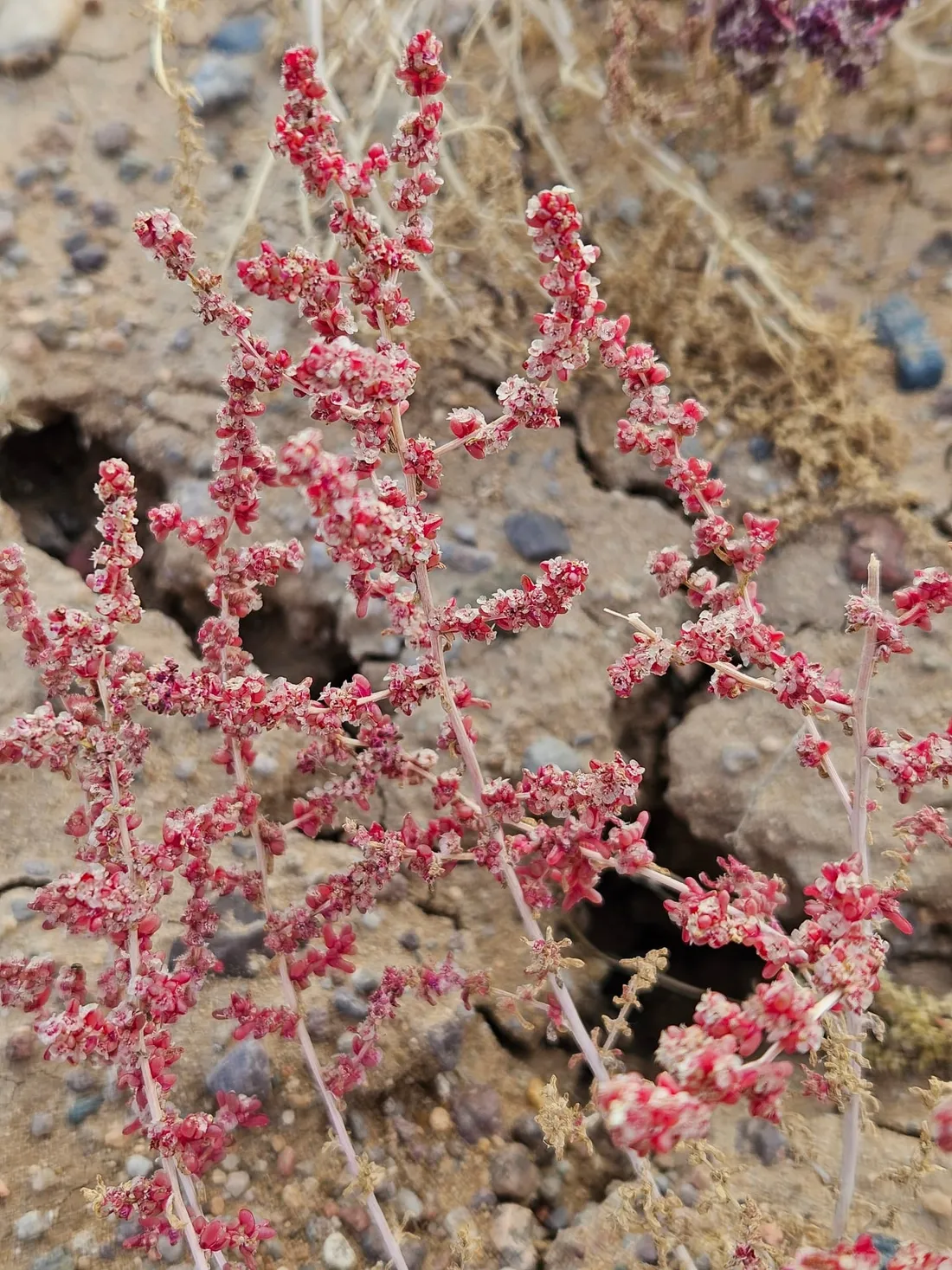 A small desert shrub with bright red seed heads on stony ground