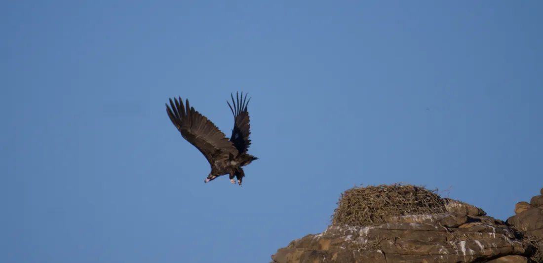 A cinereous vulture lifting off from its nest on a rock pinnacle