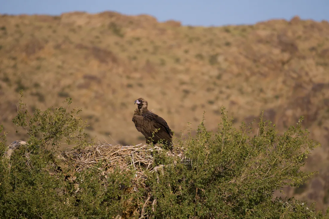 A cinereous vulture standing on its nest in a shrub, a dry hillside behind