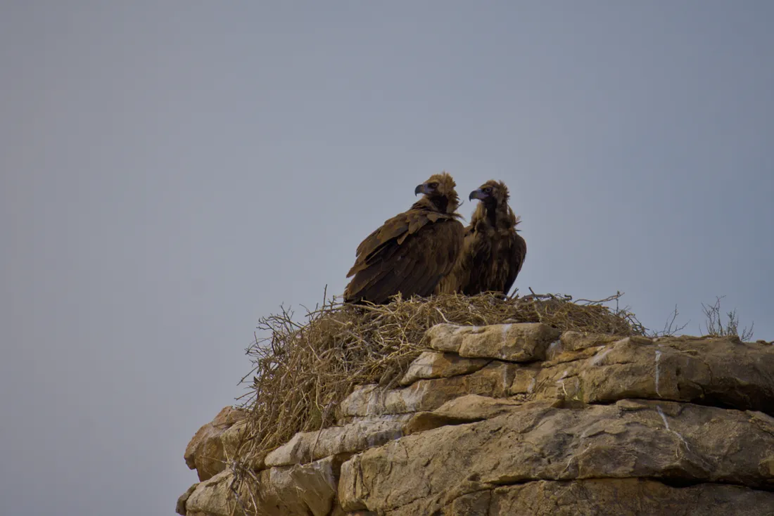 Two cinereous vultures on their nest on top of a rock