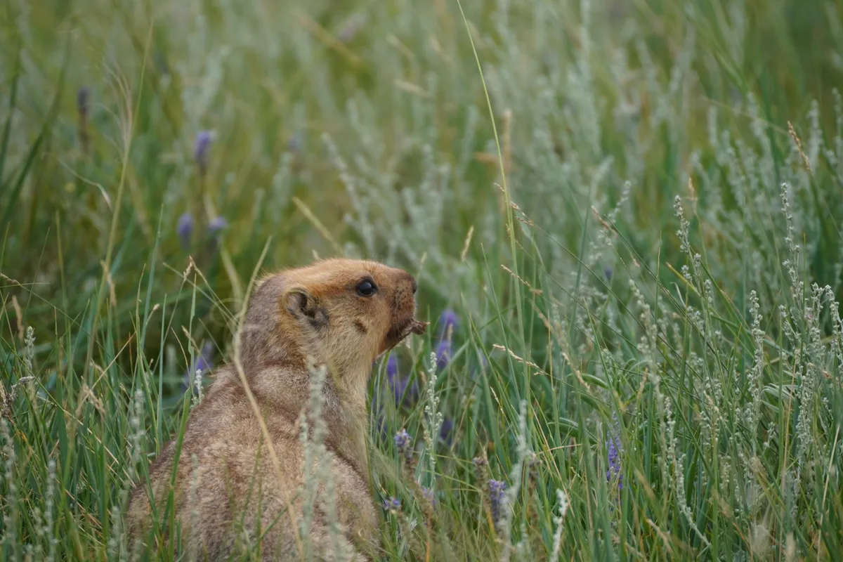 A marmot sitting up in tall flowering grass