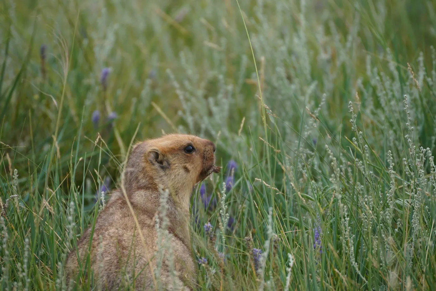 A marmot sitting up among tall grass and wildflowers